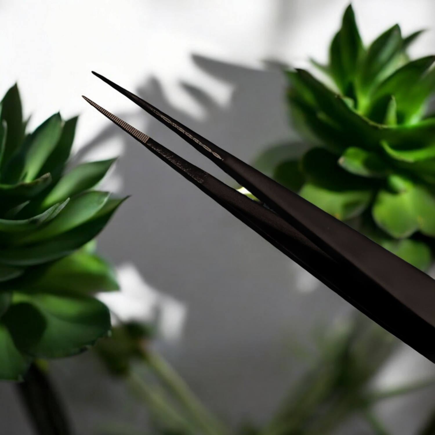 Lashista Pince Hold Me